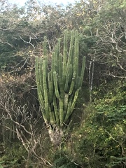Pachycereus