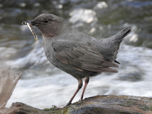 iNaturalist observation photo of American Dipper
