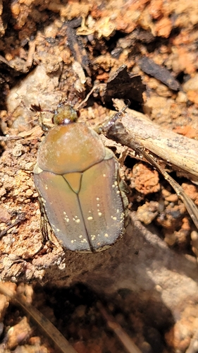 Olive Flower Beetle photo 2