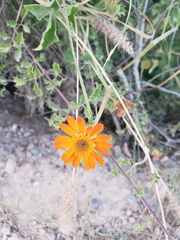 Adenophyllum speciosum