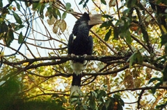 Bycanistes subcylindricus