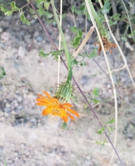 Adenophyllum speciosum