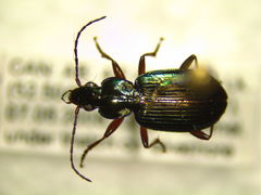 Agonum errans