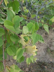Gossypium davidsonii