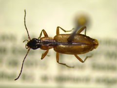 Agonum nigriceps
