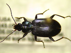Agonum placidum