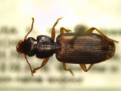 Apenes lucidula