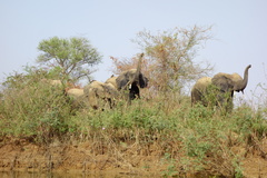 Loxodonta cyclotis