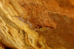 Ptyodactylus ragazzii