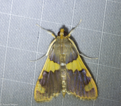 Rehimena phrynealis