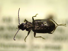 Sericoda quadripunctata