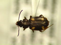 Tetragonoderus laevigatus