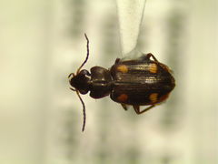 Tetragonoderus laevigatus
