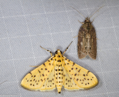 Conogethes