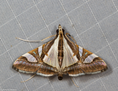 Agrioglypta deliciosa