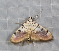 Pycnarmon cribrata