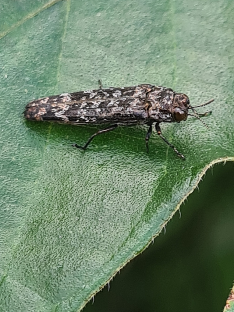 Dismorpha linearis
