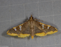 Prophantis adusta
