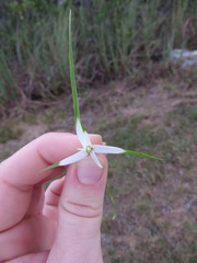 Rhynchospora colorata image
