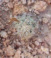Mammillaria schumannii
