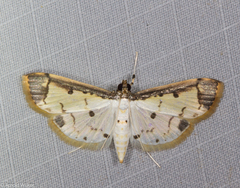 Leucinodella leucostola