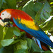 Scarlet Macaw - Photo (c) Scott Cox, some rights reserved (CC BY-NC-ND), uploaded by Scott Cox