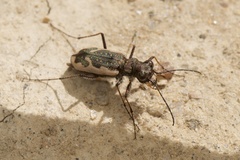 Neocicindela tuberculata