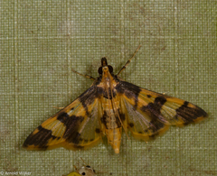 Orphanostigma angustale
