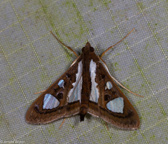 Glyphodes bivitralis