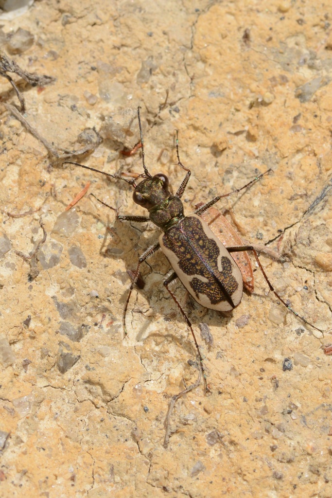 New Zealand Common Tiger Beetle