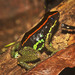 Golfo Dulce Poison Dart Frog - Photo (c) Scott Cox, some rights reserved (CC BY-NC-ND), uploaded by Scott Cox