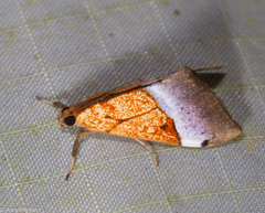 Sagariphora magnificalis