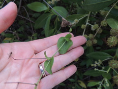 Commicarpus tuberosus