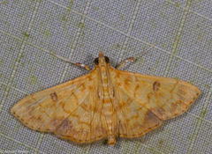 Pyrausta ochracealis