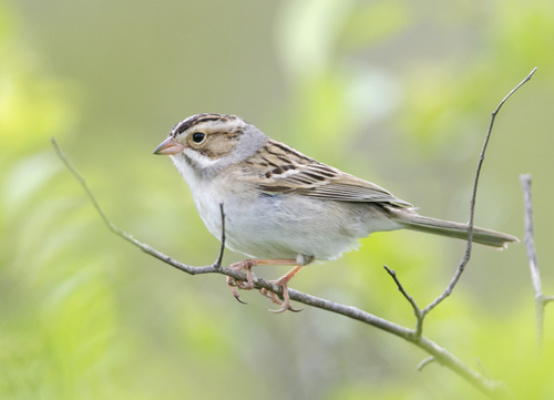 Clay-colored Sparrow