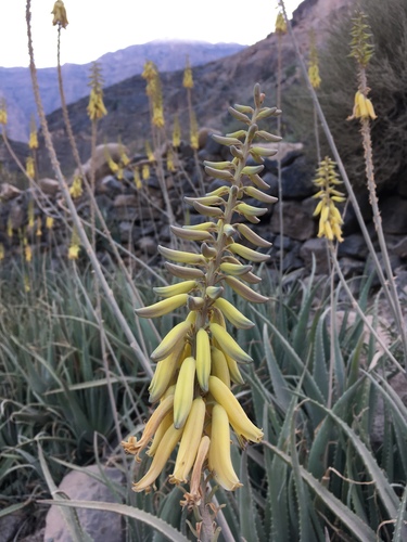 Aloe vera