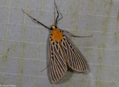 Tyspanodes exathesalis