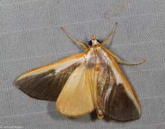 Pylartes subcostalis