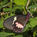 Mariposas Corazón - Photo (c) Scott Cox, algunos derechos reservados (CC BY-NC-ND)