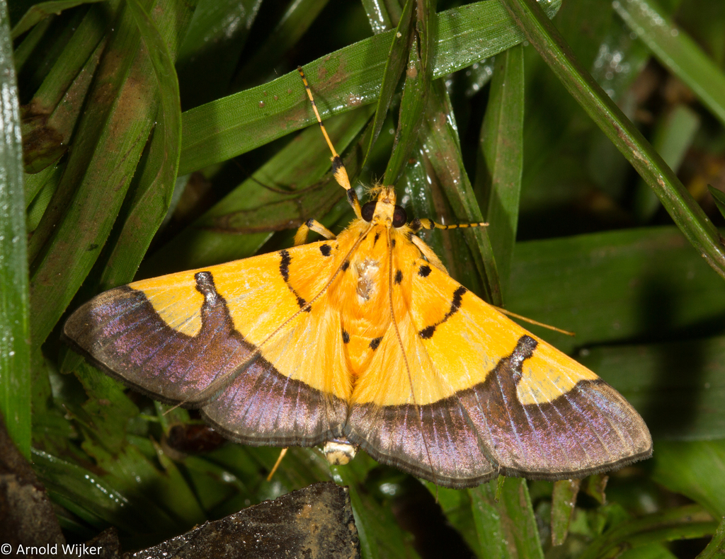 Endocrossis