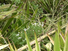 Argyranthemum dissectum image
