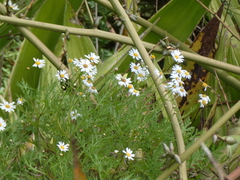 Argyranthemum dissectum image