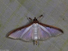 Cydalima laticostalis