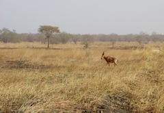Alcelaphus buselaphus major