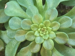 Sedum cepaea