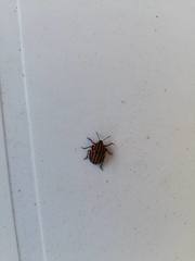 Graphosoma