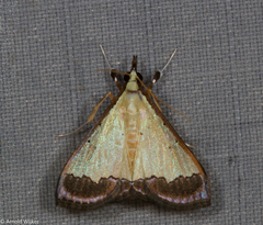 Odontiinae