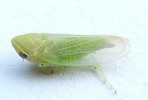Macropsis viridis