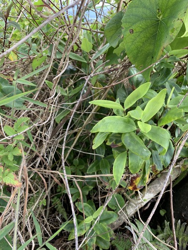 Schiedea perlmanii observed 2020-06-23