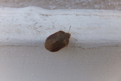 Eurygaster austriaca